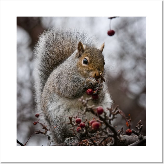 Grey Squirrel Wall Art by jaydee1400